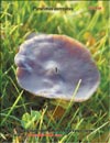 Устричный гриб – Pleurotus ostreatus