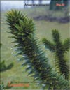 Араукария чилийская (Araucaria araucana)