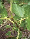 Инжир – Ficus carica L.