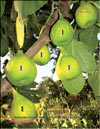 Инжир – Ficus carica L.