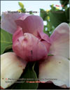 Magnolia Soulangiana – hybrid «Iolannthe»