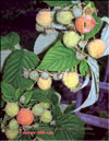 Малина жёлтая – Rubus ellipticus