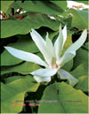 Magnolia «Lotus»