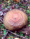 Ведьмин гриб или змеиный гриб – Boletus Luridus