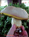 Белый гриб – Boletus edulis