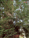 Секвойя – Sequoia Gigantea