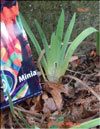 Ирис или Петушки Iris germanica в январе