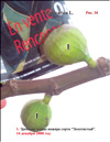 Плоды золотого инжира – Ficus carica L.