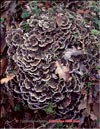 Японский гриб майтаке – Grifola frondosa
