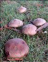 Японский гриб шитаки – Shiitake