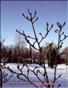 Магнолии-кадук (Magnolia-caduc)
