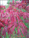 Японский пальчиковый клён «Огненное сияние» – Acer Palmatum Japonicum «Fire glow»