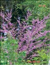 Багряник – Cersis siliquastrum