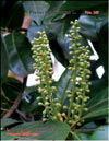 Лавровишня лузитанская – Prunus laurocerasus L.