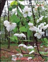 Дикая вишня – Prunus cerotina «Globulus»