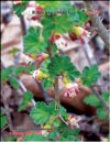 Крыжовник – Ribes uva-crspa L.
