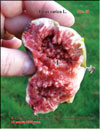 Кровавый Инжир – Bloody figs