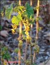 Смородина красная – Ribes vulgares Lam.></A>
<H3>Puc.67</H3></TD>
<TD ALIGN=center><A HREF=