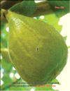Созревшие плоды сорта «Золотистый» на ветках Фигового дерева (Ficus carica L.)