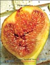 Огромный плод инжира сорта «Кровавый» в 2009 году