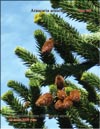 Араукария чилийская (Araucaria araucana) – Обезьянье дерево