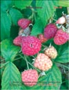 Малина (Rubus daeus)