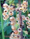 Смородина белая (Ribes rubrum)