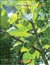 Несколько поколений плодов на ветках Фигового дерева (Ficus carica L.)
