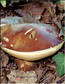 White mushroom (Boletus Edulis)